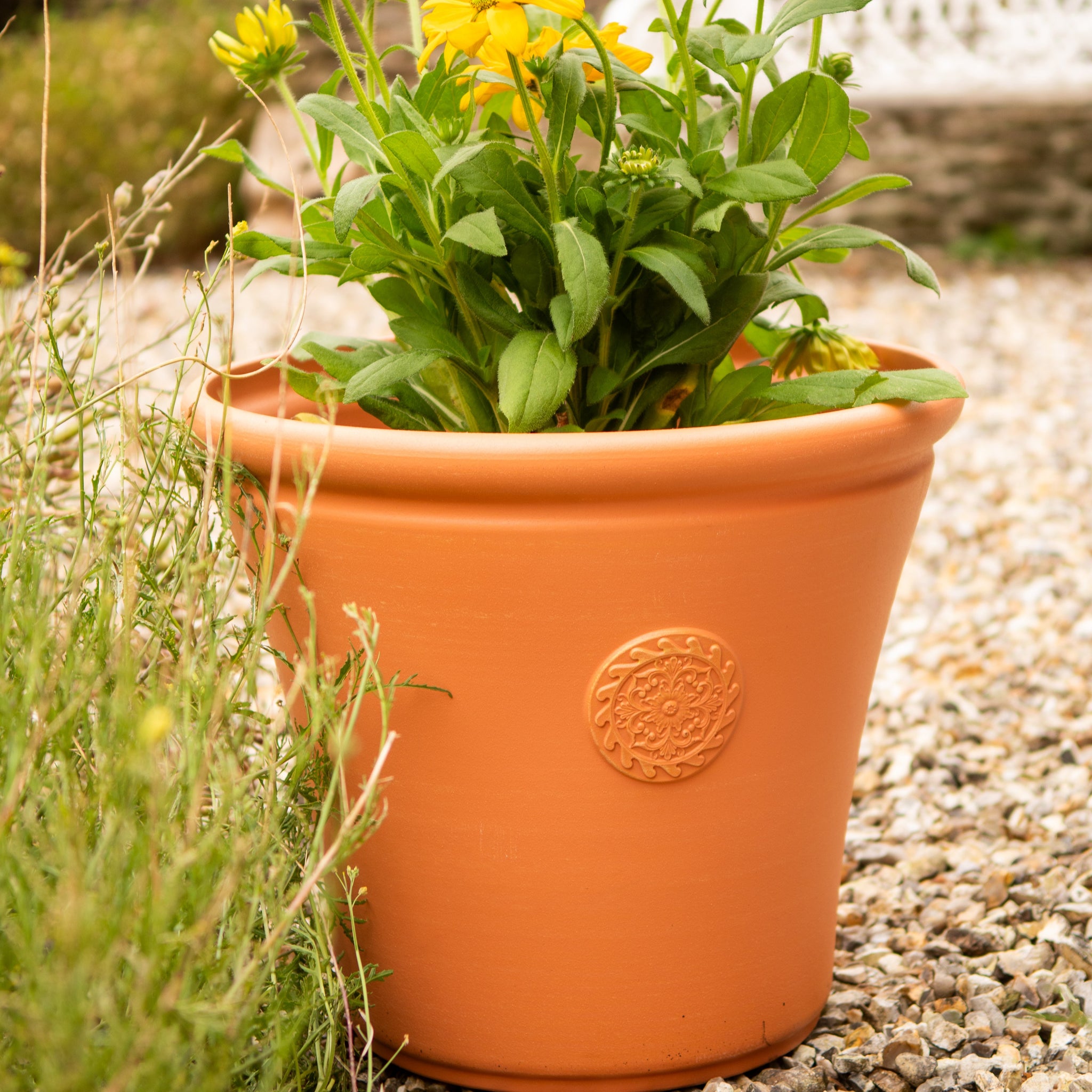 homebase plant pots terracotta Chatsworth Pot