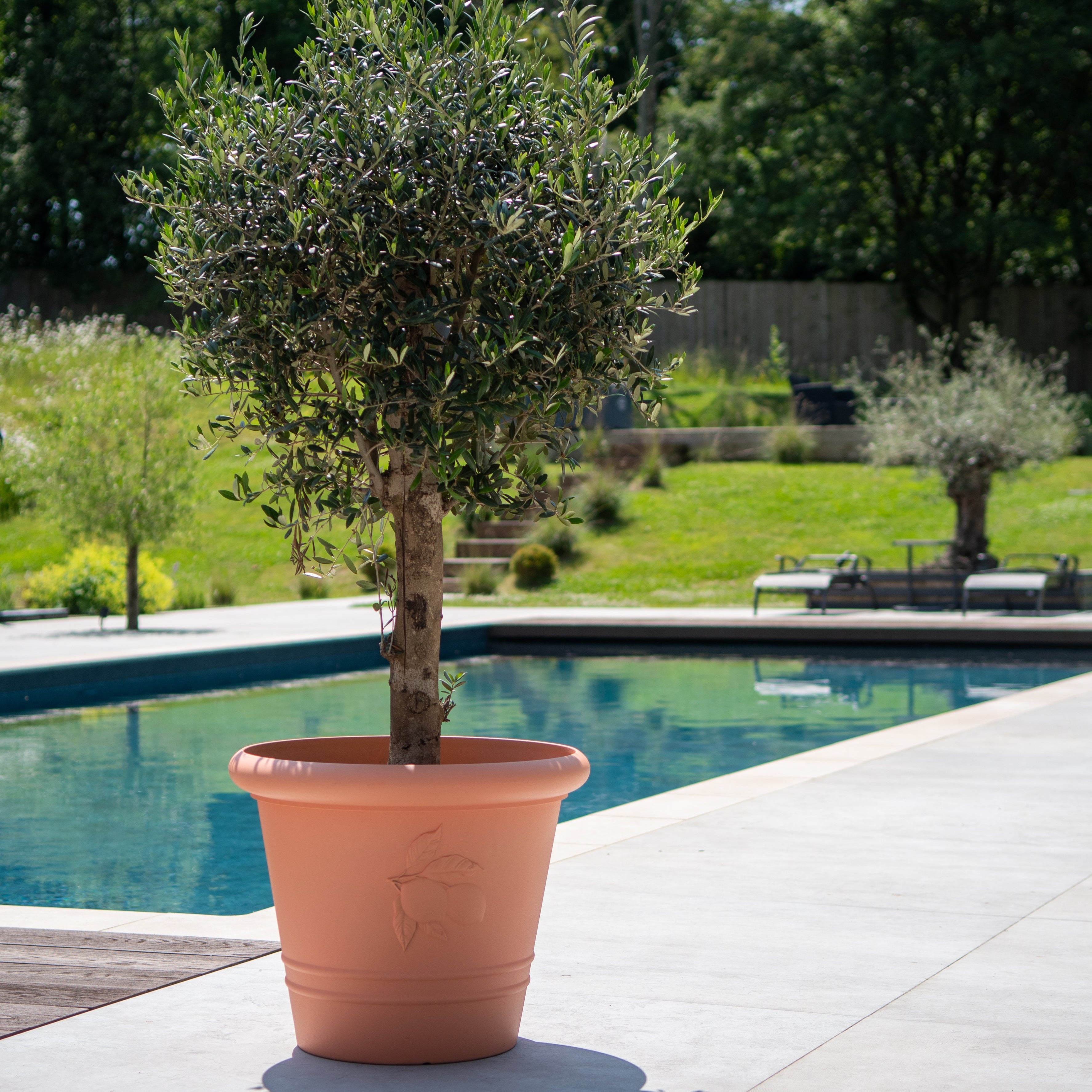 Terracotta Planter - Sicilia (Available in 3 sizes)