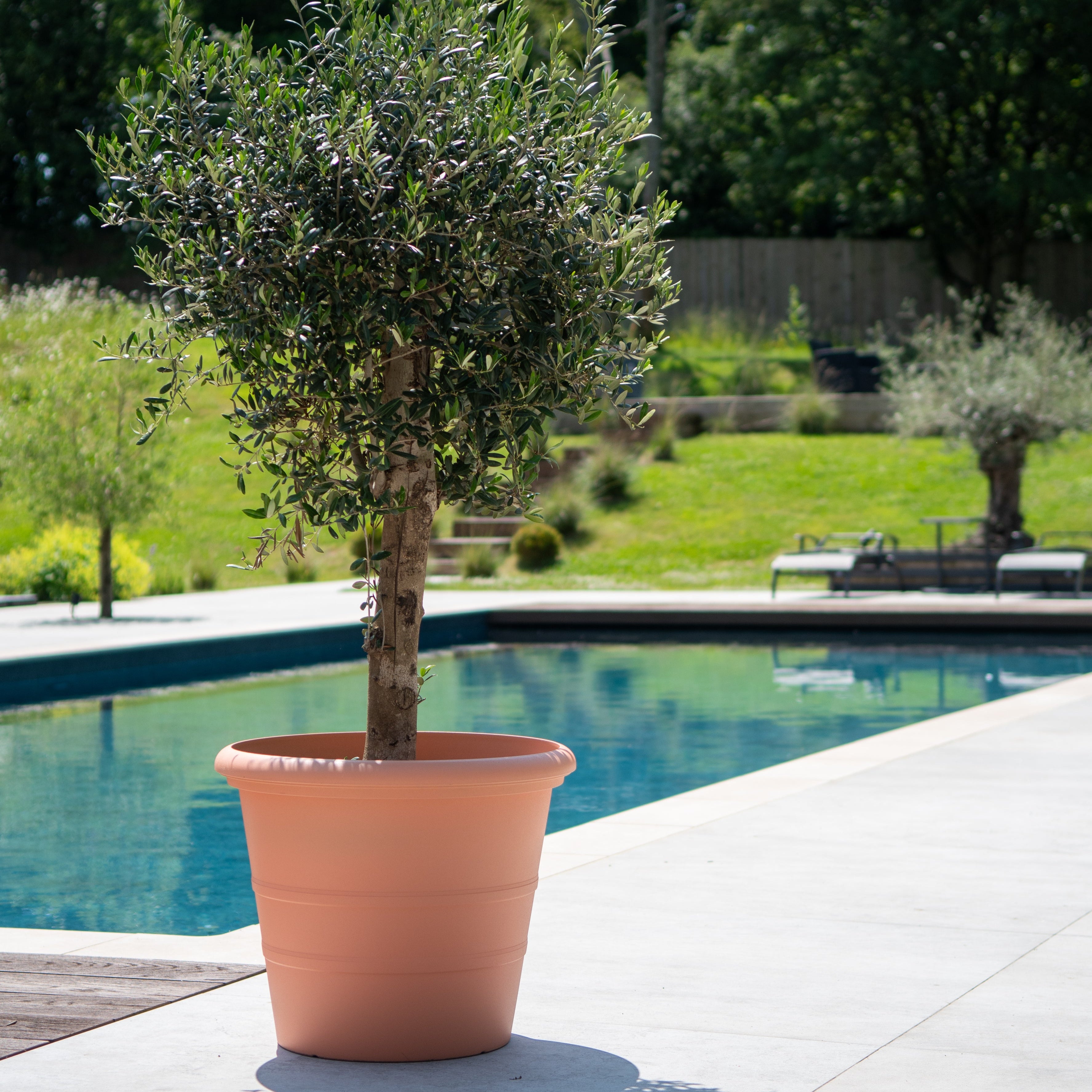 Terracotta Planter - Classico (Available in 3 sizes)