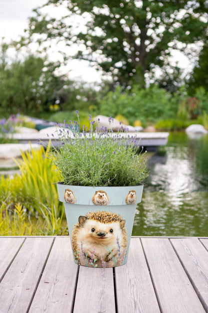 Zest Pot - Hedgehog (available in 4 sizes)