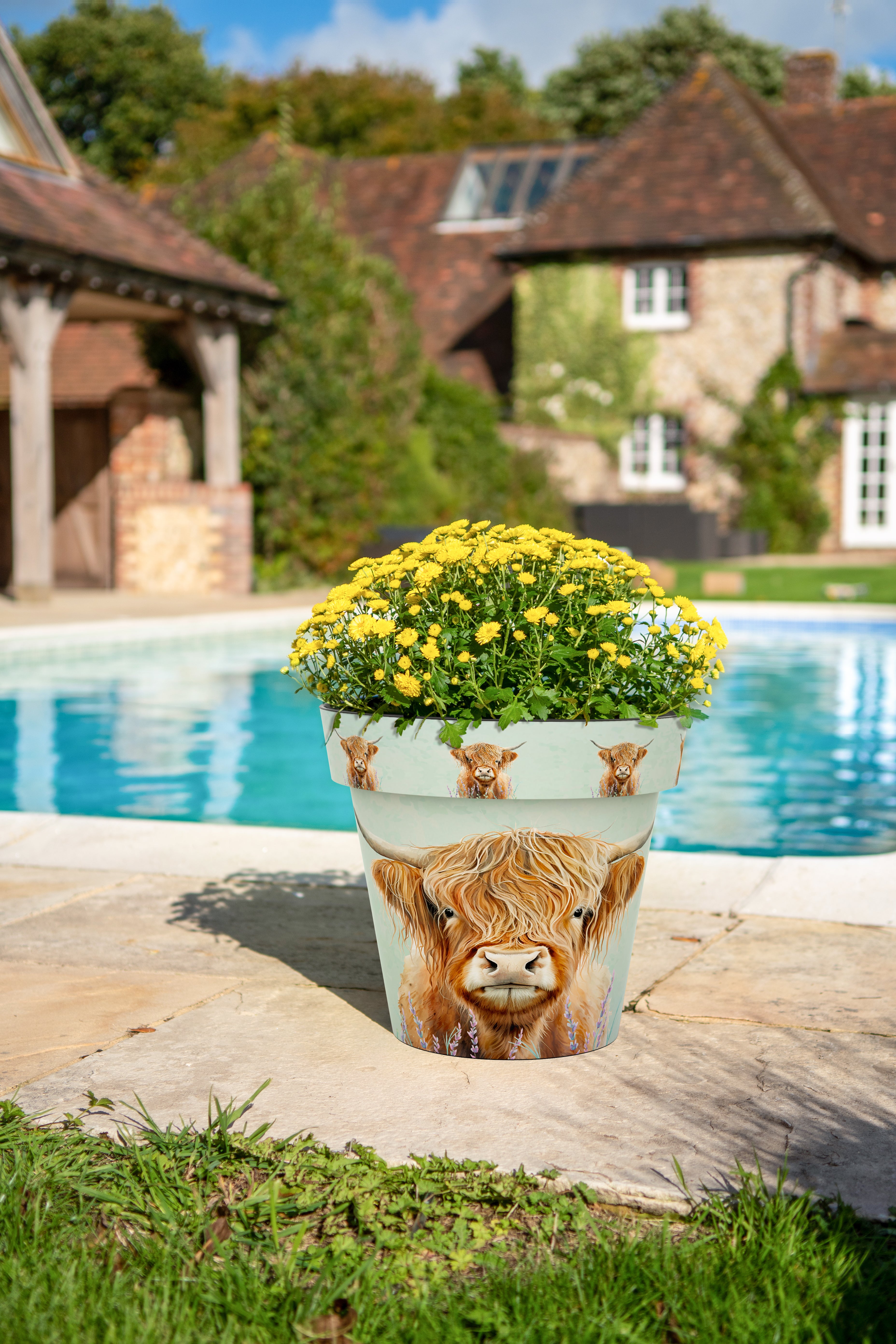 Zest Pot - Highland Cow (available in 4 sizes)