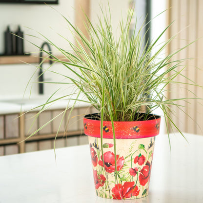 30cm Zest Outdoor Garden Pot - Poppies & Bees