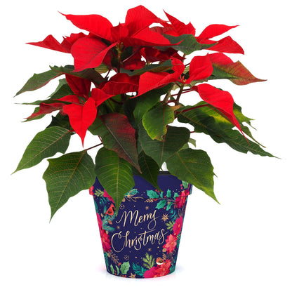 Blue Poinsettia Pot - (two sizes available)