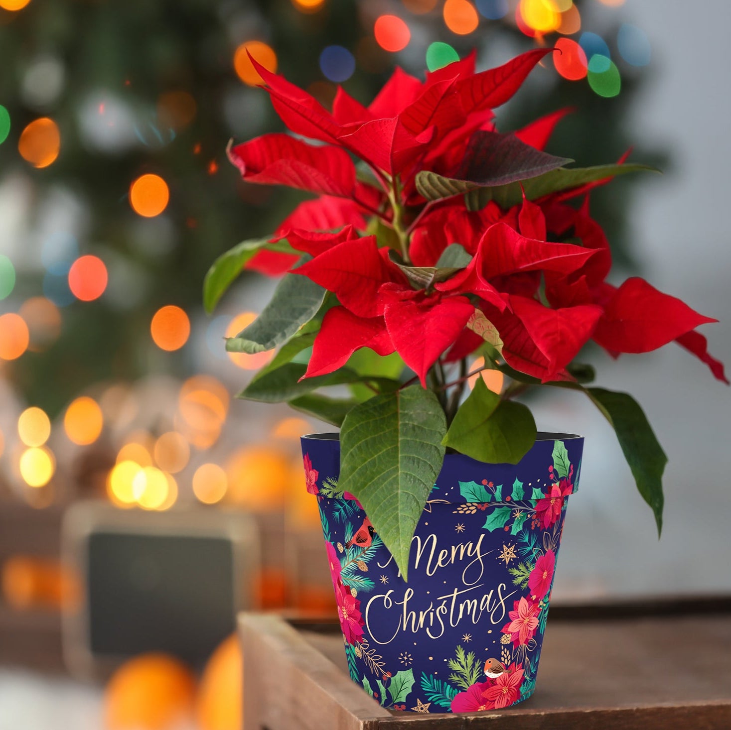 Blue Poinsettia Pot - (two sizes available)