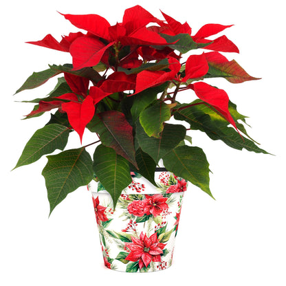 Poinsettia Pot (two sizes available)