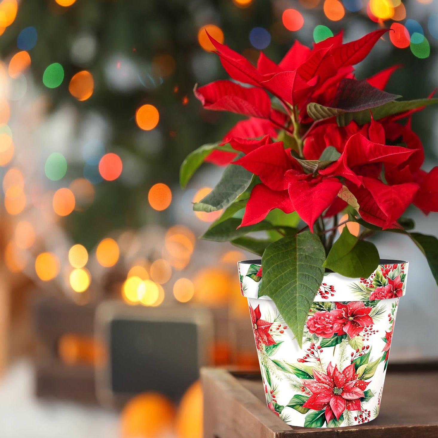 Poinsettia Pot (two sizes available)