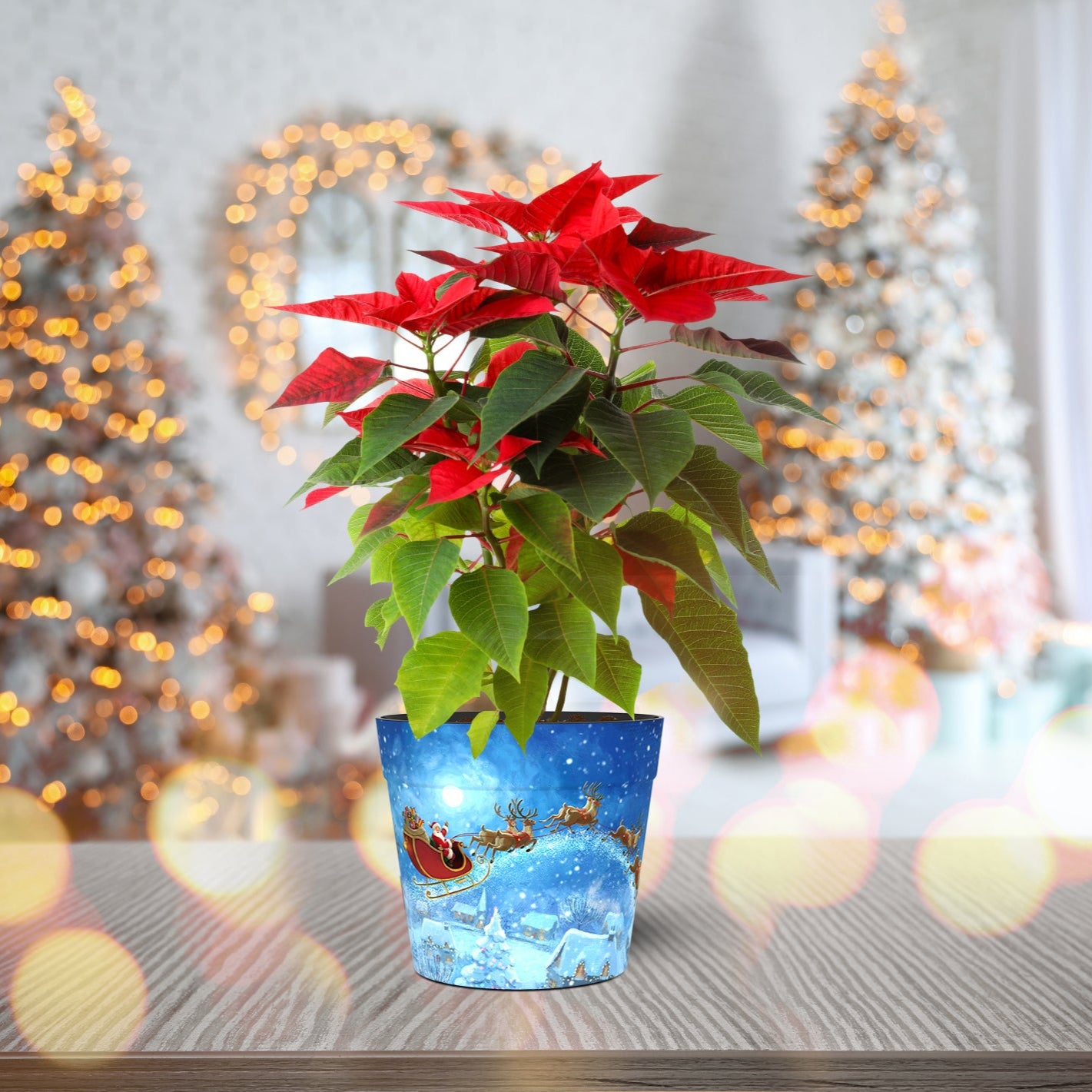 Christmas Eve Pot (two sizes available)