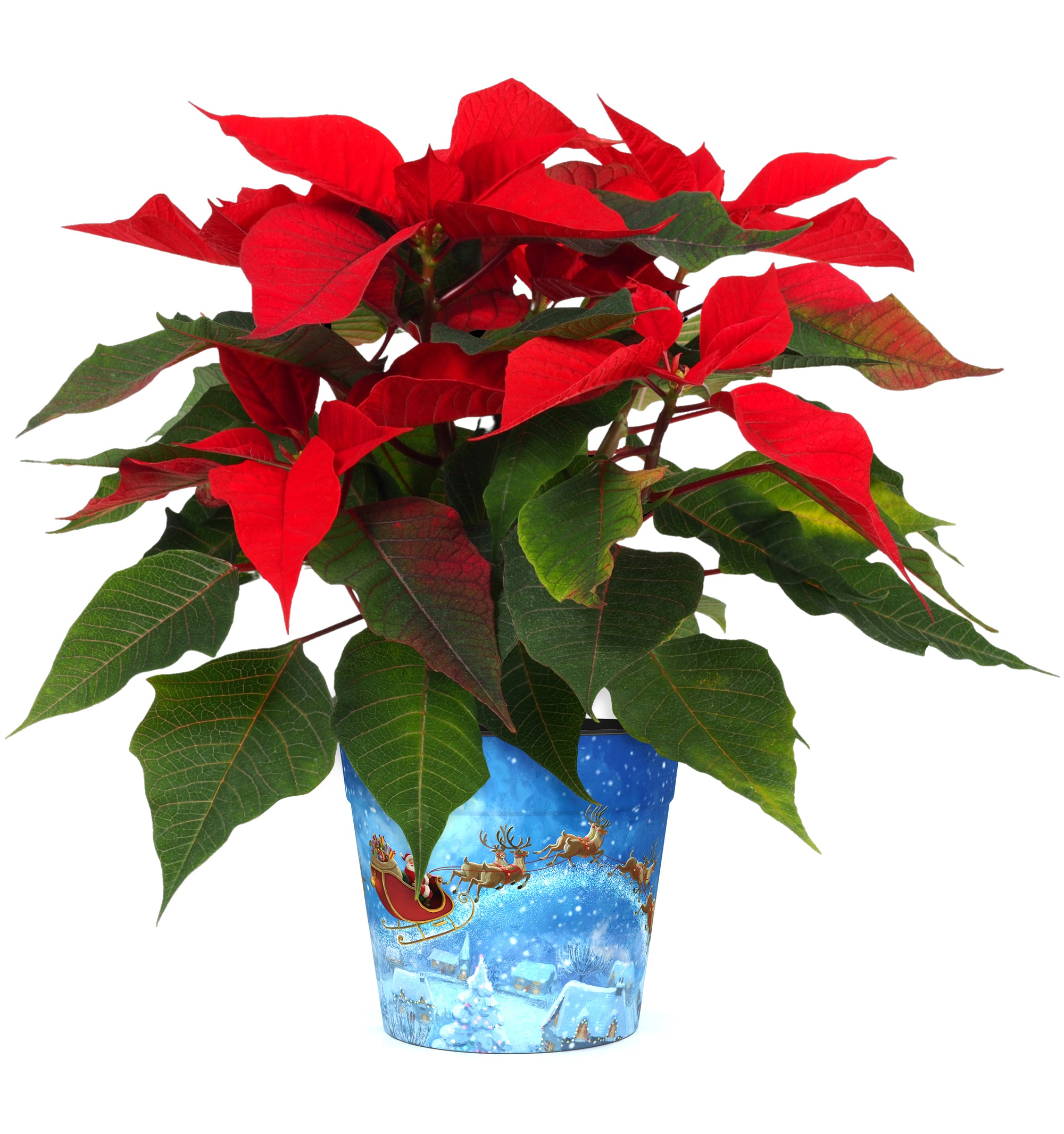 Christmas Eve Pot (two sizes available)