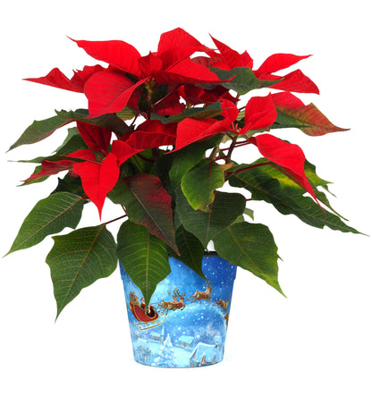 Christmas Eve Pot (two sizes available)