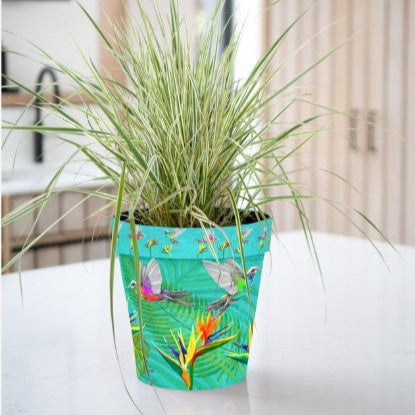 Zest Pot - Humming Bird (available in 4 sizes)