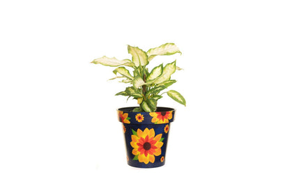 30cm Zest Outdoor Garden Pot - Sunflower